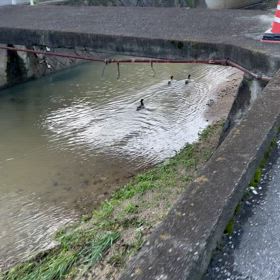 雨のあと、がんばって泳いでますの画像