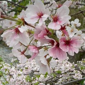 今日の桜の画像