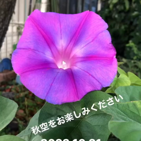 今日も秋晴れの画像