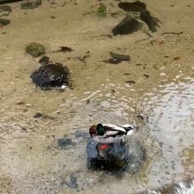 かも〜の画像