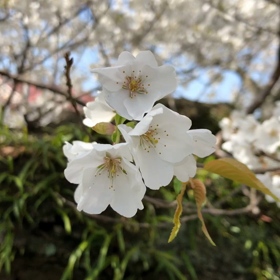 今日の桜、の画像