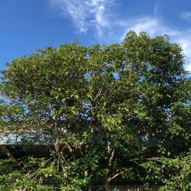 今年初めてのツクツクボーシの画像