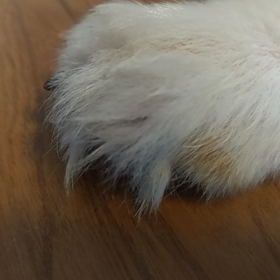 ゆっくりの画像