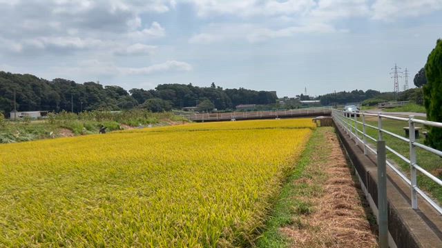 明日は稲刈りですの記事動画