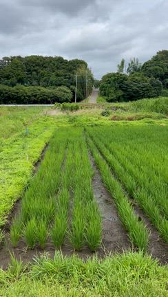今日はかかし作りに使う竹を切りましたの記事動画