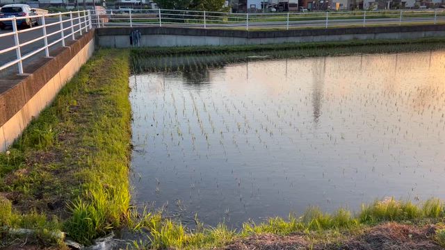 田植えが終了しましたの記事動画