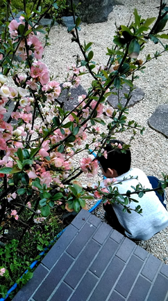 理想は叶う☆の記事動画