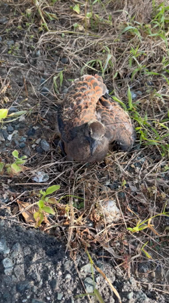 ごめんねの記事動画