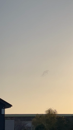 スイミーの記事動画