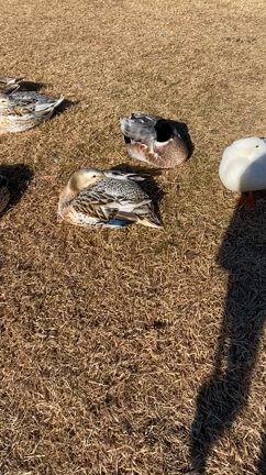 〜初打ち〜の記事動画