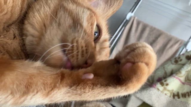 飽きないの記事動画