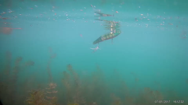 7月 1日 西湖 バスの記事動画