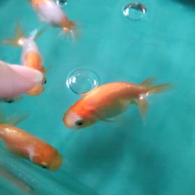 まだ名前はない  ～みんなー♡～の画像
