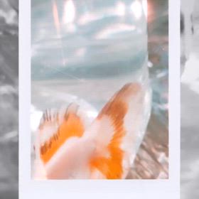 Juneの画像