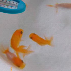 2歳の画像