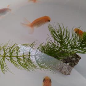 続・miniminiの画像