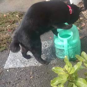 コロちゃんの…芸？？の画像