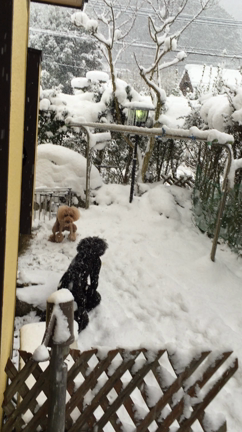雪だあ⛄️☃⛄️の記事動画