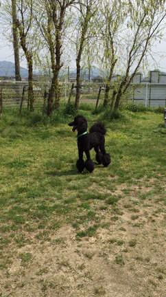 狂犬病 とフエラリアと健康診断の記事動画
