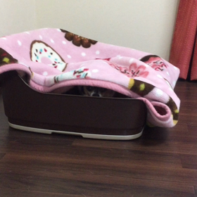 私の月之介の◯◯な日の画像