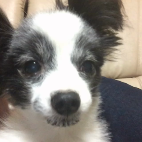 愛犬らいくん❤️❤️❤️の画像