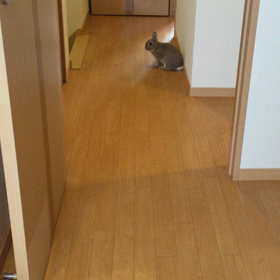 看板ウサギのメイソン動画！の画像