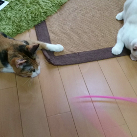 番外編☆猫姉妹の画像
