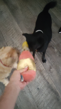 アメリカの犬おもちゃの記事動画