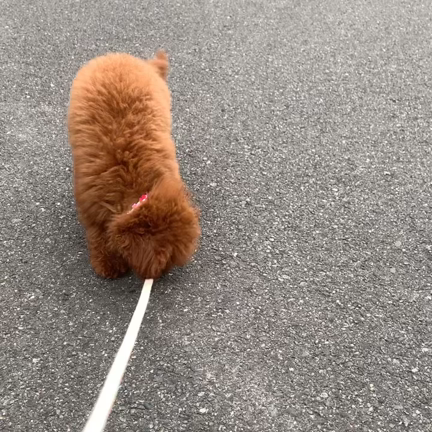 パピー教室（4回目）に行って来ましたの記事動画