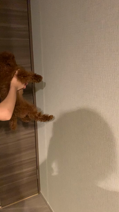 パピー教室（4回目）に行って来ましたの記事動画