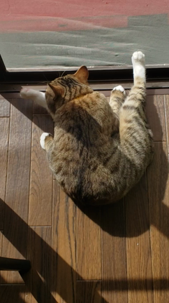 猫のいる暮らしの記事動画