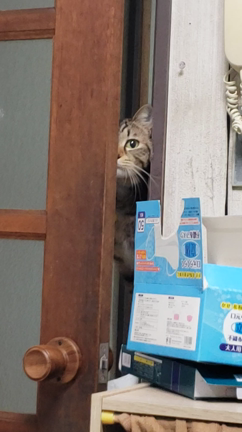 猫のいる暮らしの記事動画