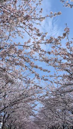 紙芝居公演と桜満喫と祝詞をせっせと書いてますの記事動画