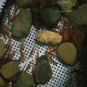 鮭の稚魚の様子の画像