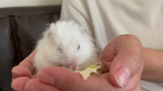 おじいちゃんになってきた、おもち。の記事動画
