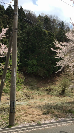 海津大崎の桜の記事動画