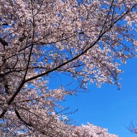 一番好きな桜並木の画像
