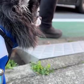 小さな体で一生懸命の画像