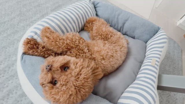 愛犬の可愛さに毎日ときめくの記事動画