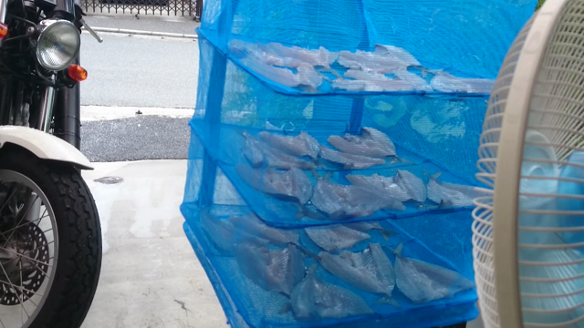 夏場の干物の作り方？の記事動画