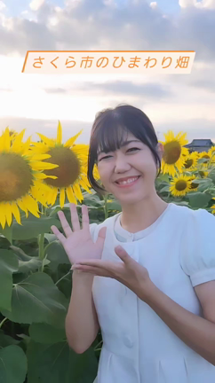 さくら市の狹間田のひまわり畑の記事動画