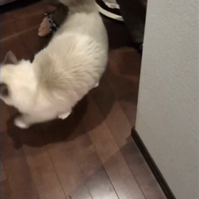 そら耳アワーの画像