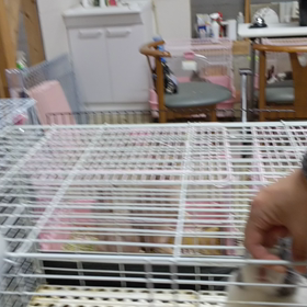 成人式の画像