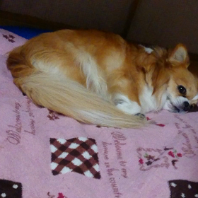 おやすみなさい。の画像