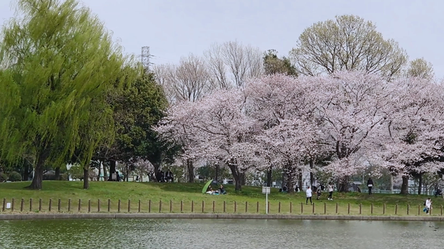 桜、そして判定日の記事動画