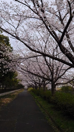 桜、そして判定日の記事動画