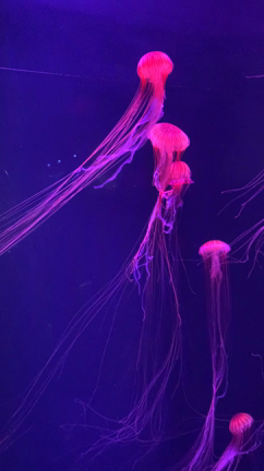 すみだ水族館の記事動画