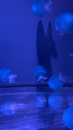 すみだ水族館の記事動画