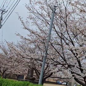 卯。の画像