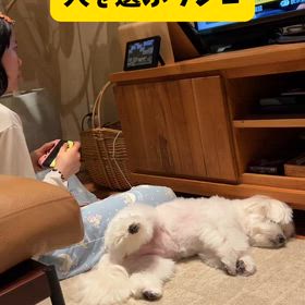 無視するワンコの画像